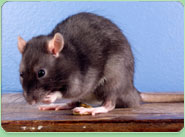 rat control Gerrards Cross