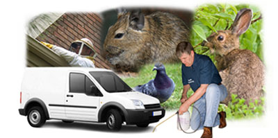 Gerrards Cross local van